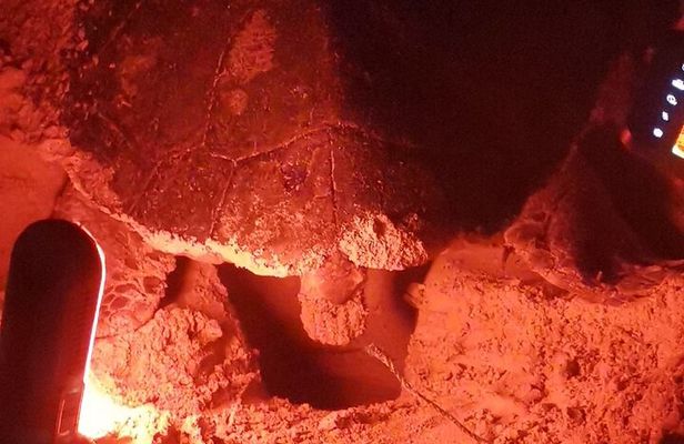 Sea Turtle Nesting Observation on Sal Island