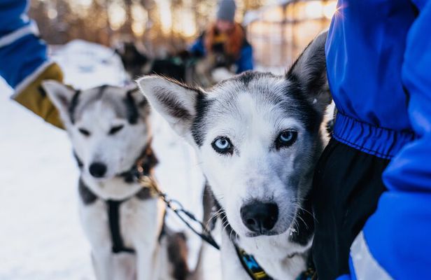 6km Apukka Husky Adventure in Rovaniemi