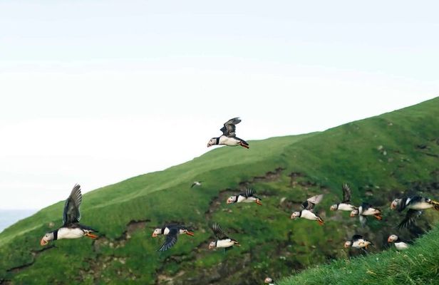 Puffin Safari Boat Tour