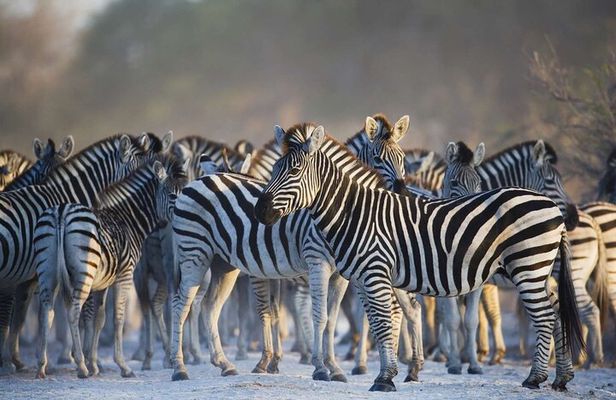Private Full Day Guided Big-Five Safari Tour in Cape Town