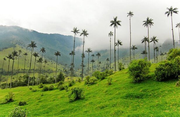 Full Day Private Tour to Valle del Cócora and Salento