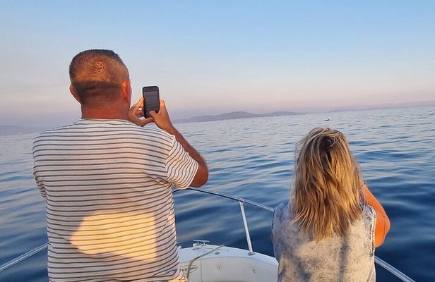 Thrilling Dolphin Encounter: Vrsar's Aquatic Safari