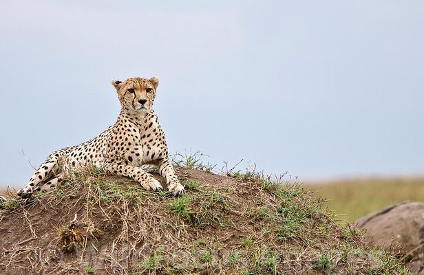 3 Days, 2 Nights Safari - Maasai Mara from Nairobi/Kisumu