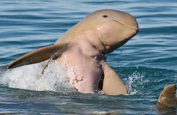 Roebuck Bay Snubfin Dolphin Cruise