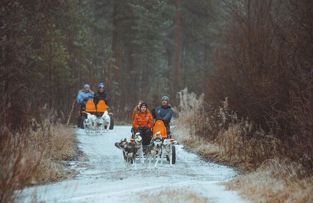 Autumn Husky Ride on Wheels, Apukka Resort Rovaniemi