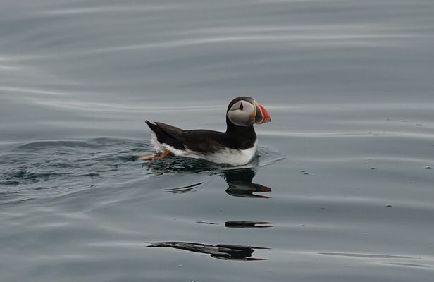 Puffin Observation by Boat from Reykjavik Old Harbour