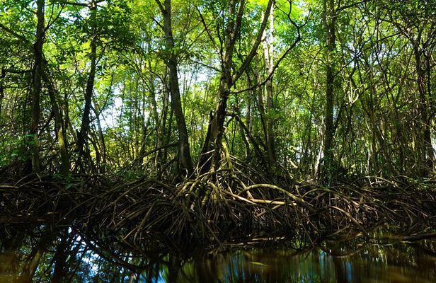2- Hour Jungle Tour at Prehistoric Preserve Site in Fort Pierce