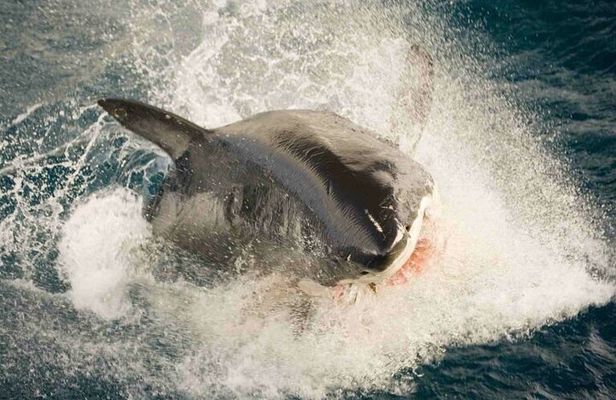 Great white, whales, dolphins, 10 hour discovery South Africa