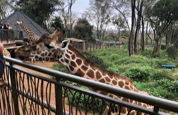 A Day Tour to Giraffe Center in Nairobi Kenya