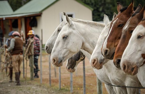 Horse Back Riding Expedition