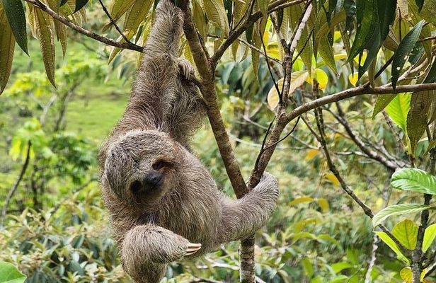 Sloths, Rio Celestes & Rainforest with Lunch, Full Day Tour