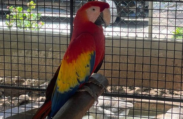 Bird Aviary/Shopping & Beach Day Out in Montego Bay
