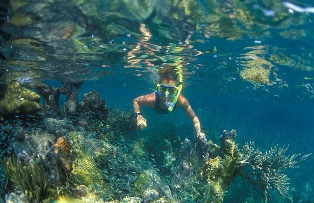 Cham Island Snorkeling - Wonderful Beach - Speedboat Daily Tour