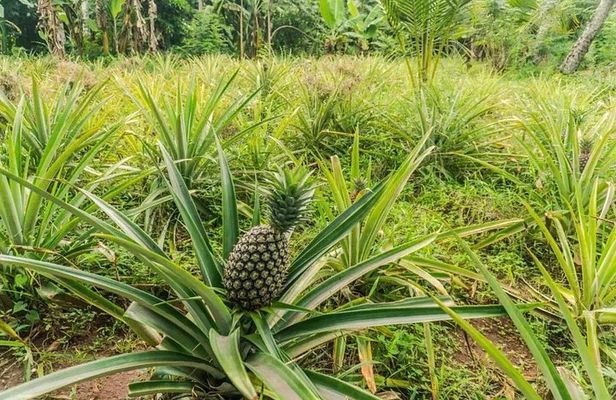 Zanzibar: Walking Spice Tour with Guide