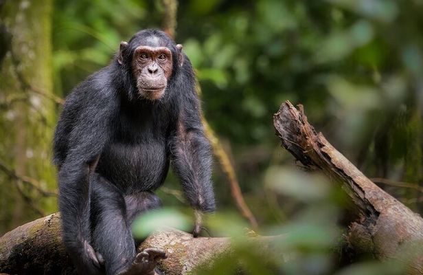 4 Days Chimpanzee Trekking in Uganda
