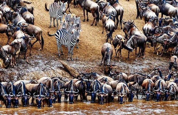 5 Day Private Guided Wildebeest Migration Tour