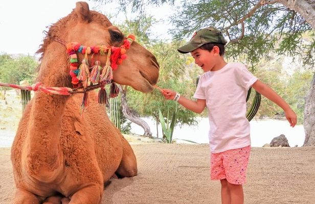 Guided Canyon Camel Ride in Wild Canyon Adventure Park