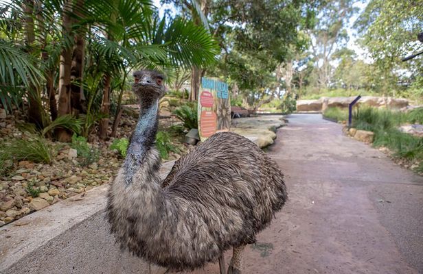 Sydney Taronga Zoo Wild Australia Experience