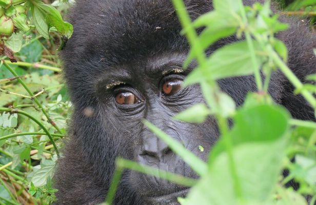 5-Day Bwindi Gorilla and Chimpanzee Trekking Safari in Uganda