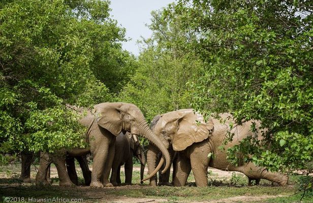 2 Days 1 Night Wildlife Safari at Mole Park (Round trip flights)
