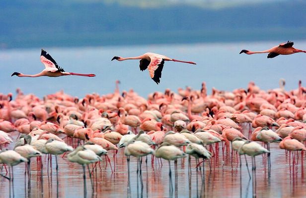 3 Days Birdwatching Safari on 4x4 Land Cruiser Jeep