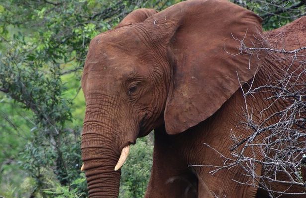 Full-day Hluhluwe-iMfolozi Park Big 5 Safari Experience
