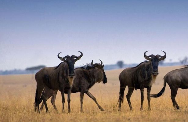 7-Day Private Northern Tanzania Safari