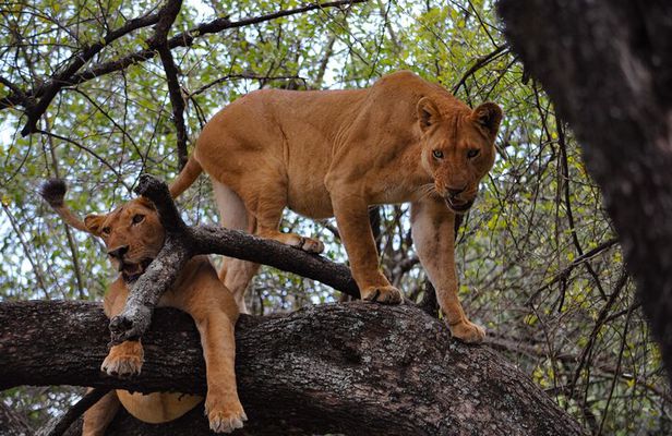 2-Day Sublime Safari to Tarangire and Ngorongoro Safari