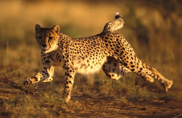 3 Days Tanzania Safari to Manyara Tarangire and Ngorongoro