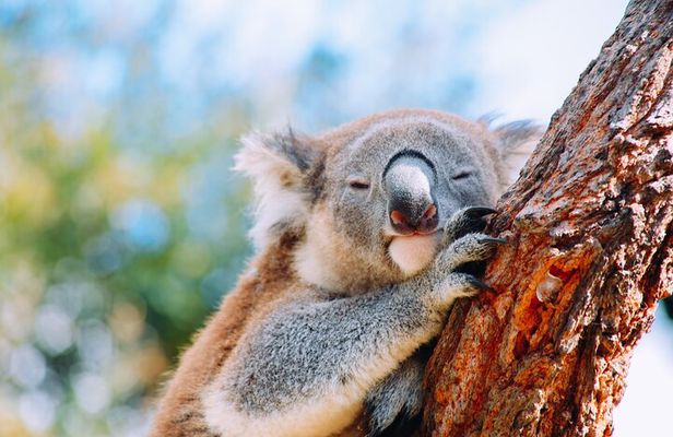 Private Wildlife Waterfalls and Wine Day Tour from Sydney