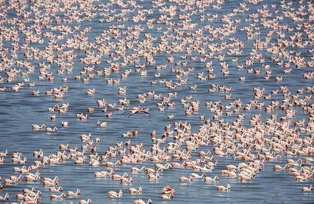 Full Day Tour To Arusha National Park Canoeing Safari