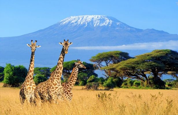 Overnight Safari to Amboseli National Park
