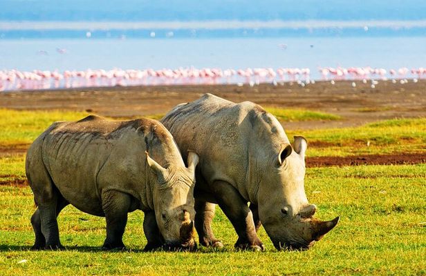 2 Days, 1 Night Safari - Lake Nakuru National Park From Kisumu