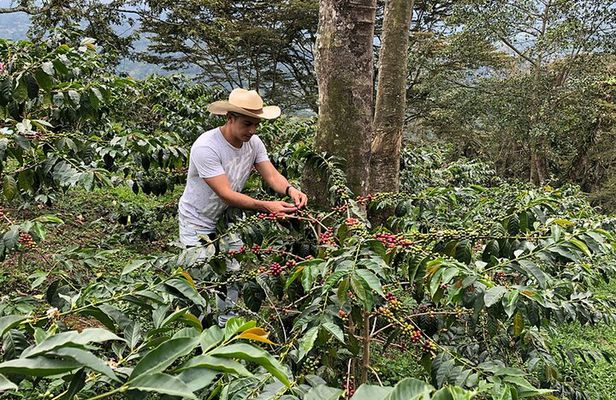 Coffee Farm and Salento Walking Tour