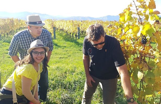 Private Guided Marlborough Wine Tour From Picton NZ