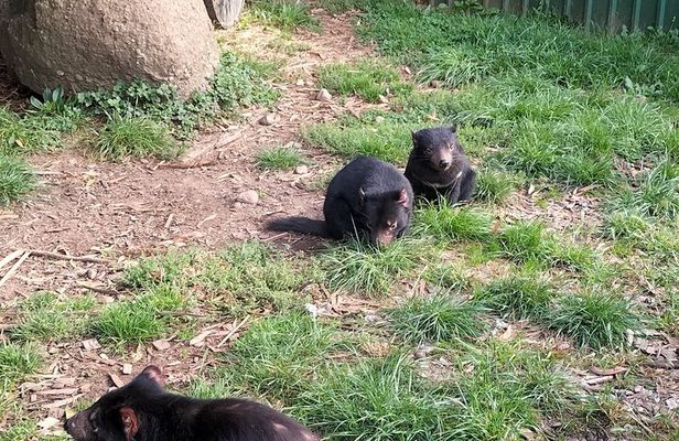 Wings Wildlife Park and Scenic Tour