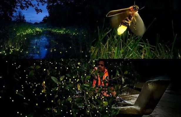 Fireflies & Silver leaf monkey Gazing tour