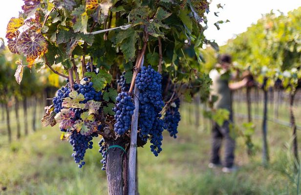 Slow Wine & Tartufo Gelato Tasting Experience