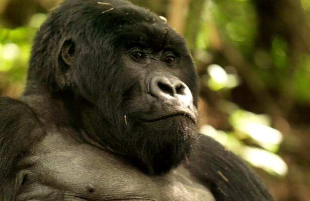 3 Days Golden Monkey Private Trekking in Rwanda