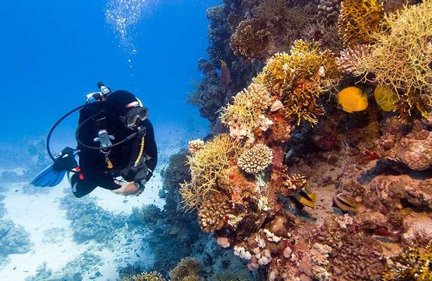 Catalina Island Diving Tour