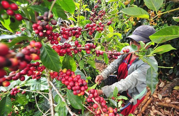 Explore Local Culture and Coffee Tour from Guanacaste
