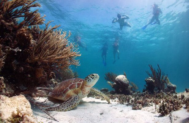 Full Day Tour to Tulum Cenote and Swim with Turtles in Akumal