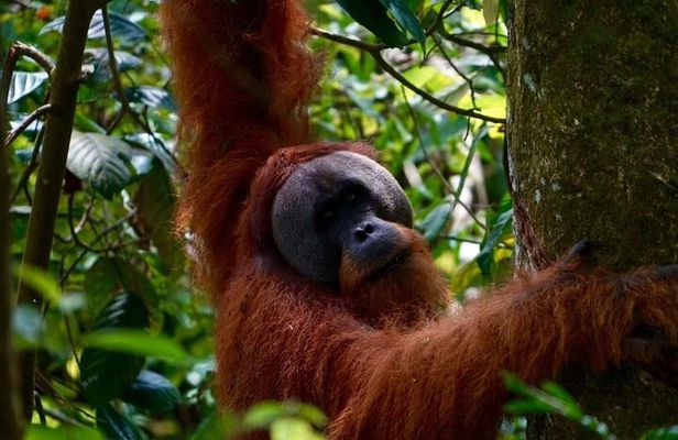 Wonderful 2Days 1Night Bukit Lawang Jungle Trekking Free Rafting