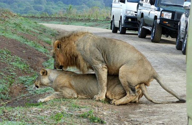 Private Adventure: Nairobi park, Elephants & Giraffe centre