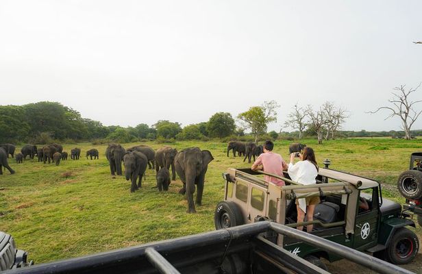 Minneriya National Park Half Day Elephant Safari