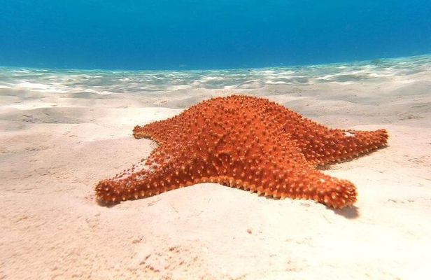 Private snorkeling tour to El Cielo
