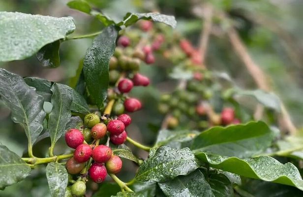 Bean to Cup: Traditional Coffee Preparation in Arusha