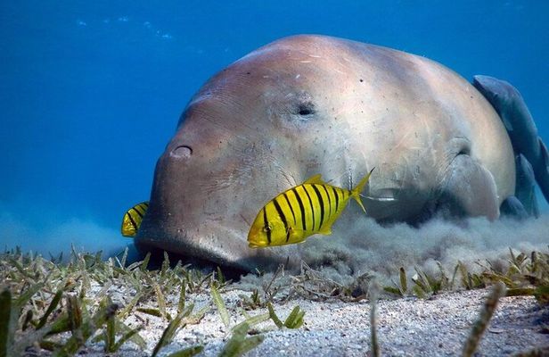 Marsa Alam: Snorkel with Sea Cows and Turtles at Marsa Mubarak