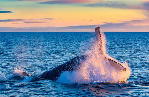 Whale Watching and Golden Circle Tour from Reykjavik