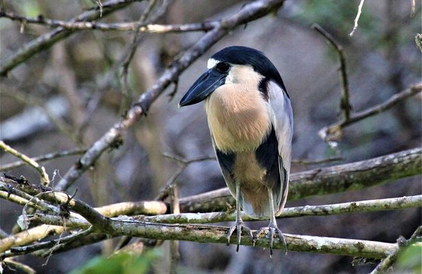 Bird Watching Tour Huatulco HT